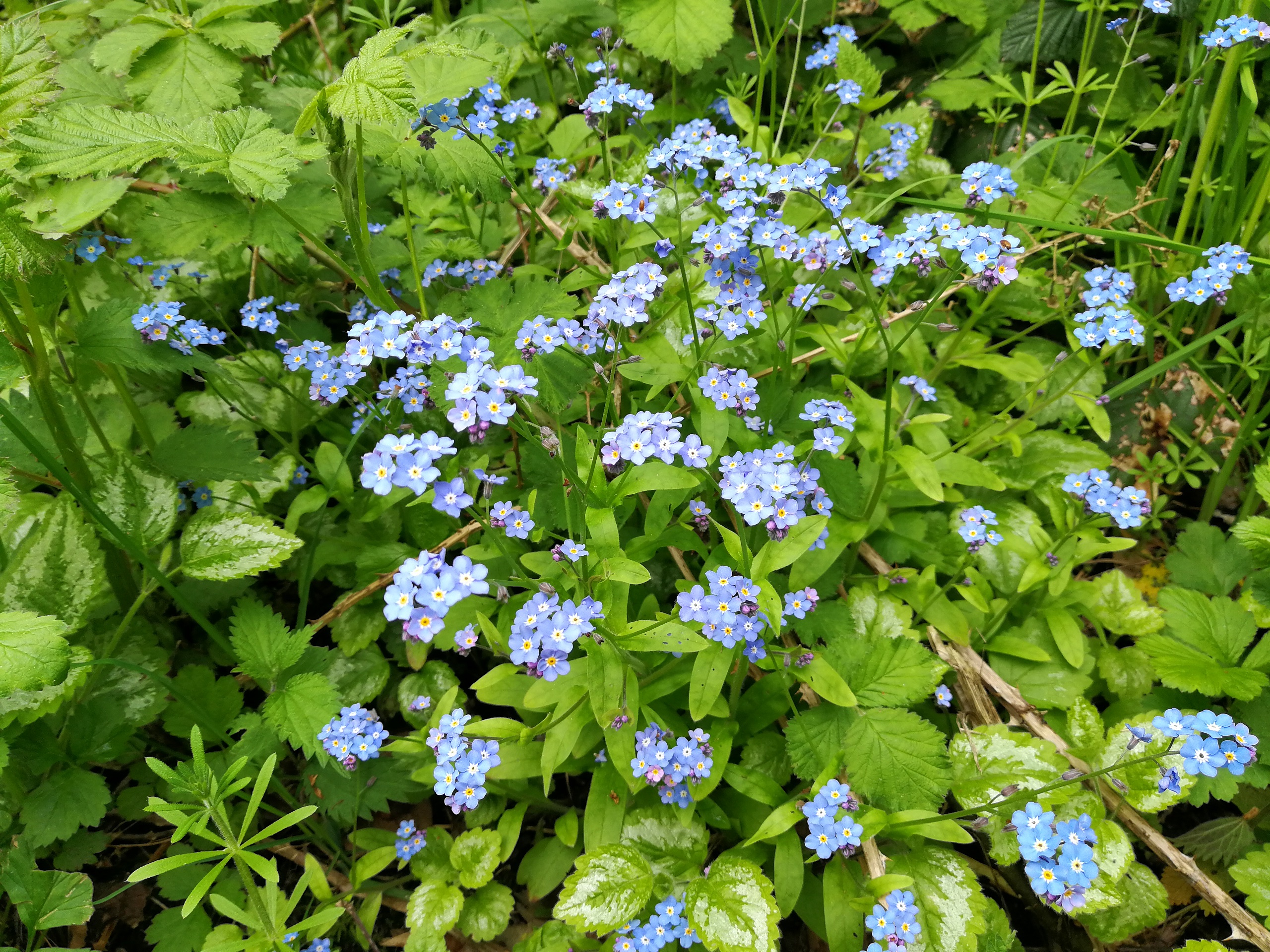 HuaweiP10Plus_170505.jpg HuaweiP10Plus_170505.jpg
